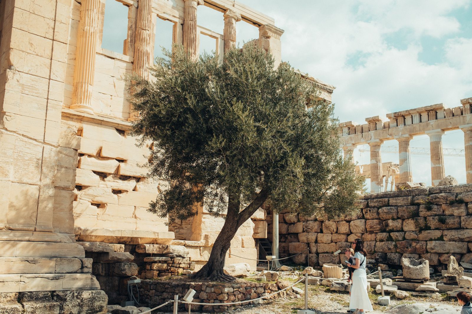 An olive tree in front of ancient ruins in Greece