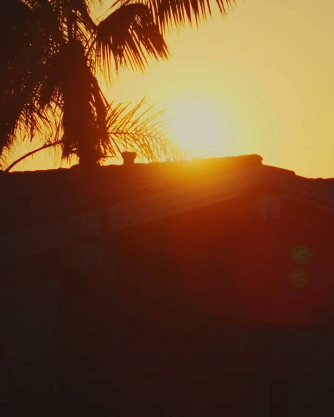 A palm tree at sunset, from the Dialed Moods event film
